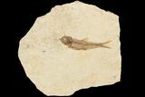 Fossil Fish (Knightia) With Floating Frame Case #181682-1